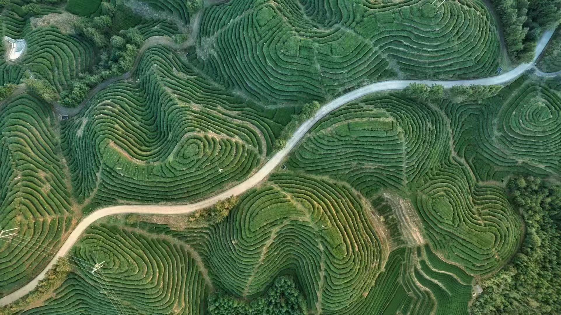 赤溪家茶